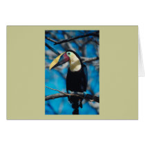 Toucan Greeting Cards