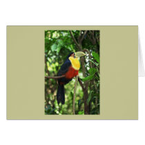 Toucan Greeting Card