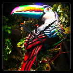 Toucan Clock wall clocks