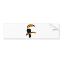 Toucan exotic bird of the Brazilian fauna Bumper Stickers