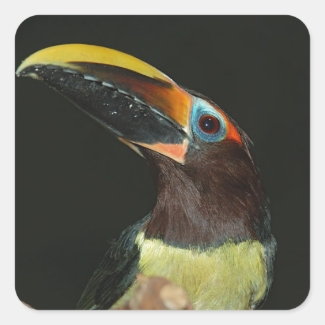 Toucan gift