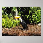 Toucan in Spain posters