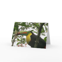 Toucan in the Jungle Greeting Cards
