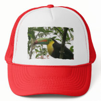 Toucan in the Jungle Hat