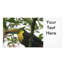 Toucan in the Jungle Photo Cards