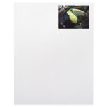 Toucan Letterhead Design