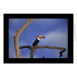 Toucan Long Shot cards