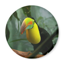 Toucan magnets