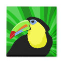 Toucan Magnets