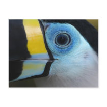 Toucan Post Cards
