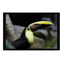 Toucan posters by kmwatts Toucan posters