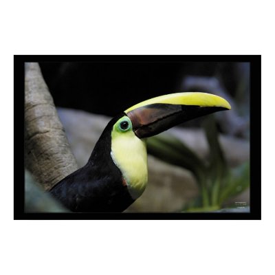 Toucan Print by kmwatts