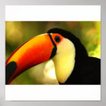toucan posters