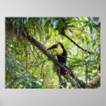 Toucan posters