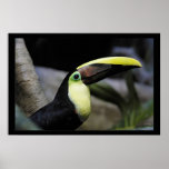 Toucan Print