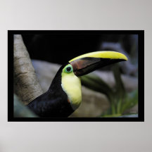 Toucan Print