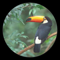 Toucan Sticker stickers