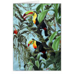 Toucans   by Diana S Martin cards