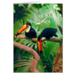 Toucans cards