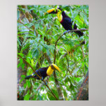 Toucans posters