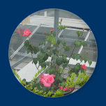 Touch of Class Rose Magnet magnets