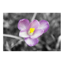 Touch of Color - Crocus posters by Koerner Touch of Color - Crocus posters
