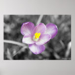 Touch of Color - Crocus Poster