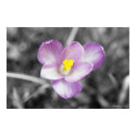 Touch of Color - Crocus posters by Koerner Touch of Color - Crocus posters