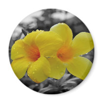 Touch of Color magnets
