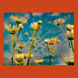 dandelion, flower, nature, macro, summer, green,