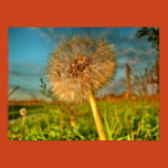 dandelion, flower, nature, macro, summer, green,