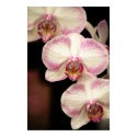 Touch of Pink - Orchids posters by Perpertual_Art Touch of Pink - Orchids posters