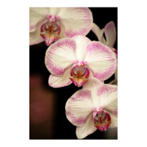 Touch of Pink - Orchids posters by Perpertual_Art Touch of Pink - Orchids posters