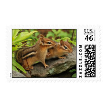 Touching Baby Chipmunk Siblings Postage