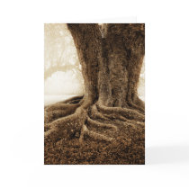 Touching_Earth_MW1104 cards
