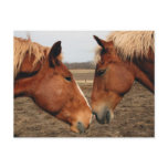 Touching noses postcards