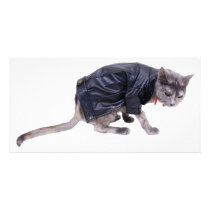 Tough Cat profile photo cards by ShroudedLake Tough Cat profile photo cards