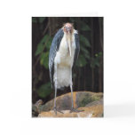 Tough Old Bird Birthday Card