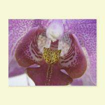 Tounge & Cheek postcards