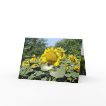 Tournesol cards by Riviere Tournesol cards
