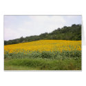 Tournesols 2 cards