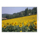 Tournesols 4 cards by Riviere Tournesols 4 cards