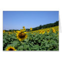 Tournesols cards
