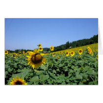 Tournesols cards by Riviere Tournesols cards