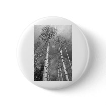Towering Aspen Trees In Black and White Buttons