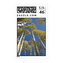 Towering Aspens (5) Postage Stamps