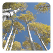 Towering Aspens (5) Stickers