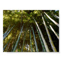 Towering Bamboos Poster posters by pulsDesign Towering Bamboos Poster posters