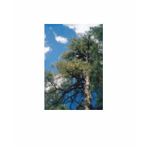 Towering Pine t-shirts by quetzal323 Towering Pine t-shirts