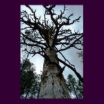 Towering Pines
